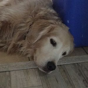 Meet your Posher, Brenda